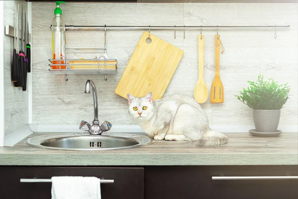 Curioso Gatto Stenografico Britannico Siede Vicino Lavandino Della Cucina Moderno Foto Stock