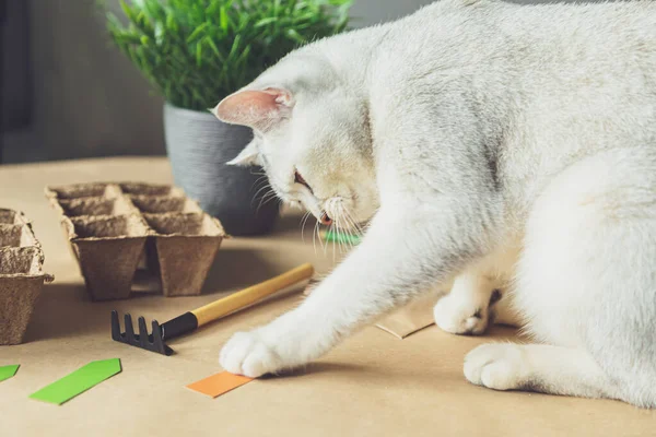 Curious British cat helps to plant seeds in the home garden. Friendship of a person with a pet, hobbies and agrarian life during the lockdown. The concept of ecological and plant economy.