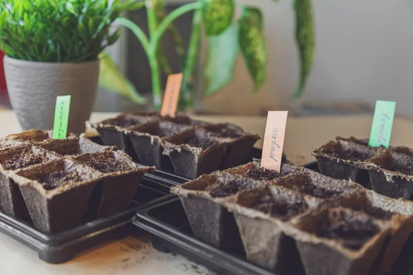 Vegetable seeds in the soil in the home garden. Home gardening, hobbies and agricultural life during the lockdown. The concept of ecological and plant economy. Earth Day. Selective focus.