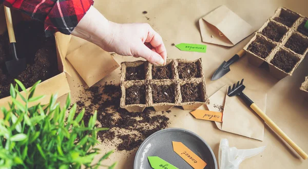 Les Mains Femme Plantent Des Graines Maison Jardinage Domicile Loisirs — Photo