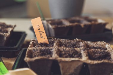 Ev bahçesindeki toprakta sebze tohumları. Kilit altındayken evde bahçıvanlık, hobiler ve tarım hayatı. Ekolojik ve bitki ekonomisi kavramı. Dünya Günü. Seçici odak. 