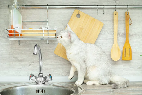 Nieuwsgierig Britse Stenografisch Kattenkop Zit Nabij Naar Keukenaanrecht Moderne Comfortabele — Stockfoto