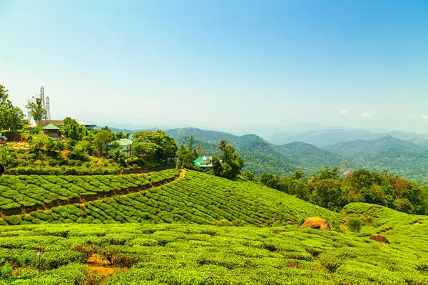Landskap Utsikt Över Teplantage Munnar Kerala Indien Stockbild
