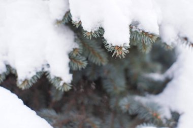 Aralık ayında Moskova 'da ağaçlar kar yağışı sonrası, Moskova, Rusya