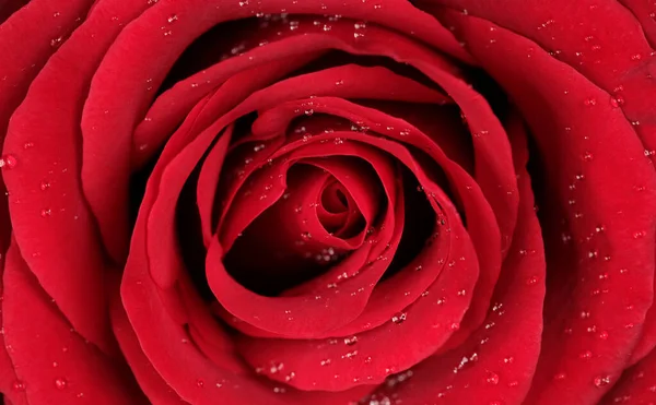 Pembe makro çiçekli bir arka plan.