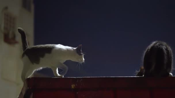 Homeless cats on the trash can — Stock Video