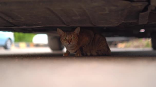 Evsiz, korkmuş kedi arabanın altında. — Stok video