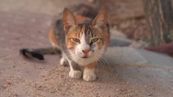 Primer plano del gato sin hogar — Vídeos de Stock