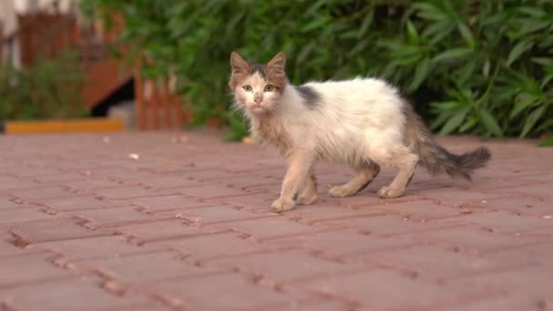 Bezdomny brzydki kot na ulicy — Wideo stockowe