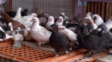 Mısır 'ın geleneksel gıda pazarında satılık güvercinler.