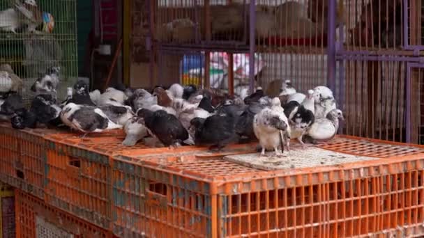 Pombos para venda em um mercado alimentar tradicional egípcio. — Vídeo de Stock