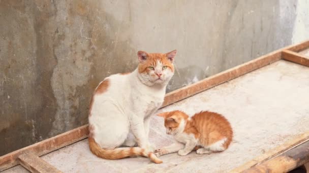 Yavru kedi kuyruk anne kedi ile oynarken — Stok video