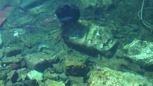 Śmieci morskie w zanieczyszczonej wodzie. Śmieci i tworzywa sztuczne na dnie morskim i pod wodą — Wideo stockowe