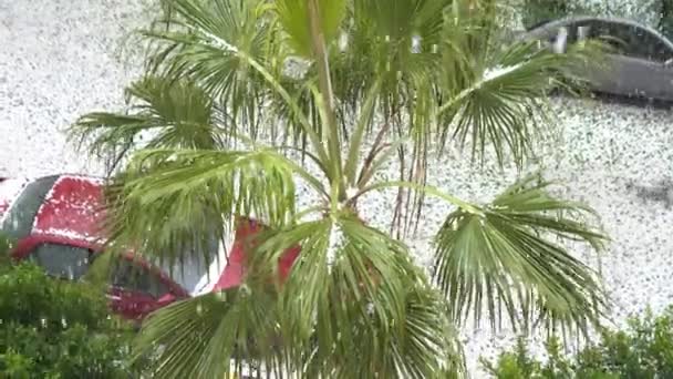 Snow and hail fell on a palm tree in Hurghada — стокове відео