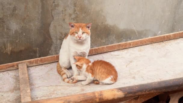 Yavru kedi kuyruk anne kedi ile oynarken — 비디오
