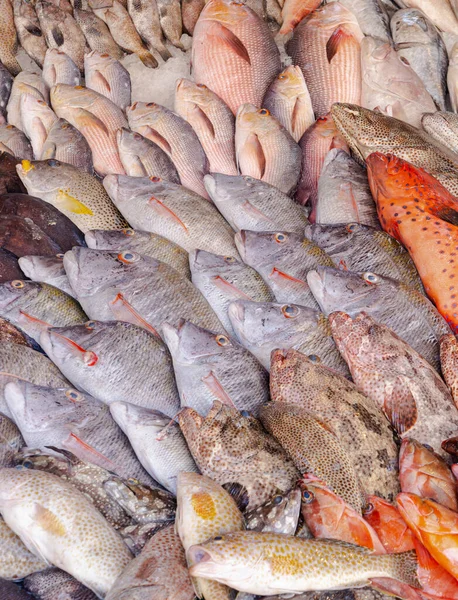 Veel kleurrijke vissen op de markt — Stockfoto
