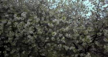 Kiraz beyaz çiçek bahar ağacı