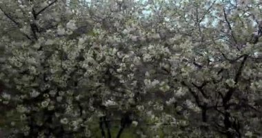 Kiraz beyaz çiçek bahar ağacı