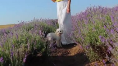 Beyaz fino köpeğiyle lavanta tarlasında yürüyen bir kadın.