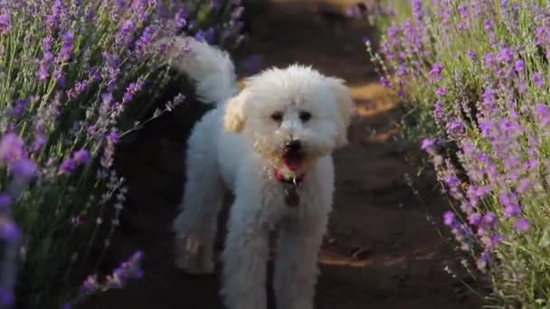 Fehér miniatűr uszkár kutya a levendulamezőn — Stock videók