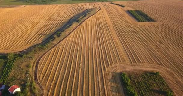 Ekin, buğday ya da çavdar topladıktan sonra taze sakallı tarım arazilerinin havadan görünüşü — Stok video