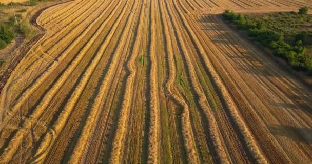 Altın tarladaki çizgilerin havadan görünüşü, buğday ya da çavdar — Stok video