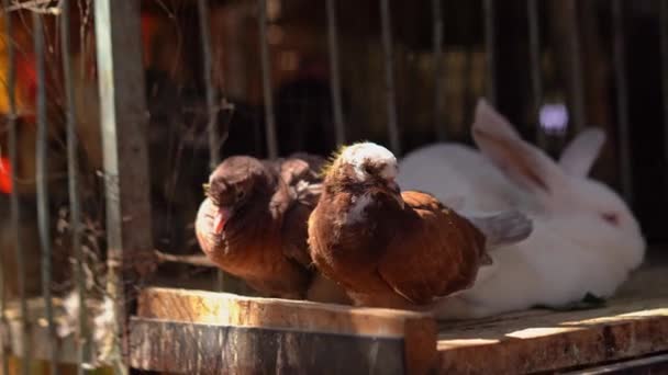 Hurghada Egyptian farmers market selling live pigeons and rabbits — ストック動画