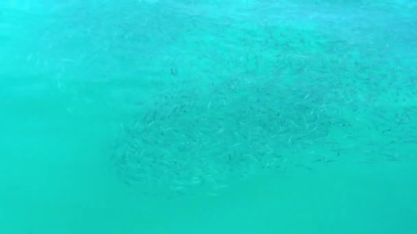 Una enorme escuela de peces pequeños nada bajo el agua del mar — Vídeo de stock