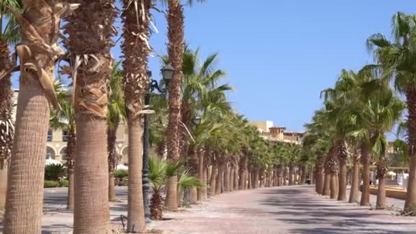 Alley among the palm trees in the Sahl Hasheesh, Egypt — Vídeo de Stock