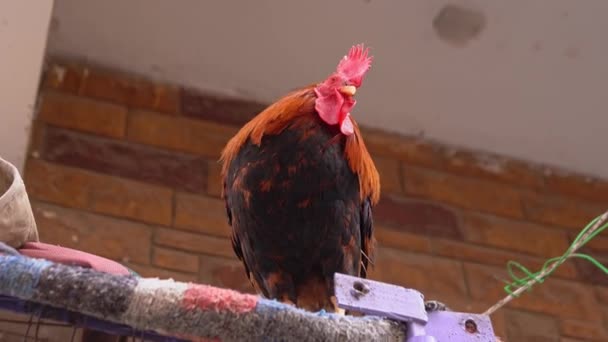Héroe vista de gallina gallo — Vídeos de Stock