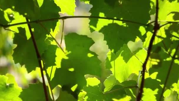 Una vid de uvas verdes con hojas — Vídeo de stock