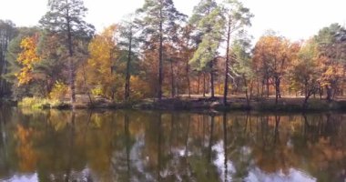 Pusha Voditsa 'daki Kiev nehri sonbahar mevsiminde uzun ağaçlarla kaplı eski sık bir orman. Sonbahar renkleri