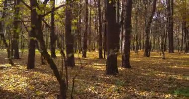Sonbahar mevsiminde yüksek ağaçlarla güzel ormanlarda ilerlemek. Sonbahar renkleri. parlayan 4K hava videosu.
