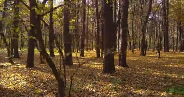 Őszi Szezonban Gyönyörű Erdőkben Mozogni Magas Fákkal Őszi Színek Nap — Stock videók