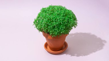 Manjerico, açık mor arka planda bir kaba tatlı fesleğen eker..