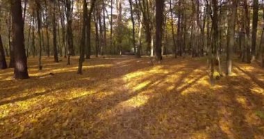 Sonbahar mevsiminde yüksek ağaçlarla güzel ormanlarda ilerlemek. Sonbahar renkleri. parlayan 4K hava videosu.