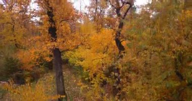 Old dense forest with tall trees in the fall season. The autumn colors.. 4K aerial video.