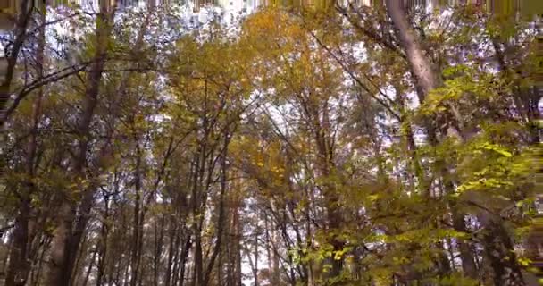 Pohybuje Starým Hustým Lesem Vysokými Stromy Podzimním Období Podzimní Barvy — Stock video