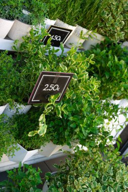 Close-up of Fresh herbs in white flower pots stand in a farmers market: mint, thyme, rosemary. beautiful european multilevel showcase