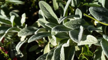 Yumuşak Çimen doğal dokuyu terk eder.