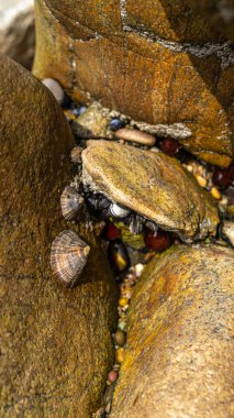 Yenilebilir deniz suyu yumuşakçaları Patella caerulea, kayanın üzerindeki deniz fenerleri.