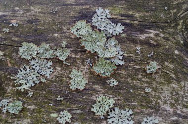 Sanatçılar için ahşap arka plan şablonu veya soyut sanat dokusu ahşap eskimiş arka plan gri eski tahta kesme tahtaları gri tahta eski panel el sanatları veya soyut sanat için güzel desen