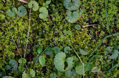 Ağaçtaki yosunlar, bahçedeki bitkiler, resimli sonbahar arkaplanı.