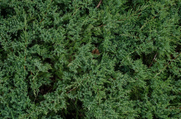 Mos Een Boom Planten Tuin Schilderachtige Herfstachtergrond — Stockfoto