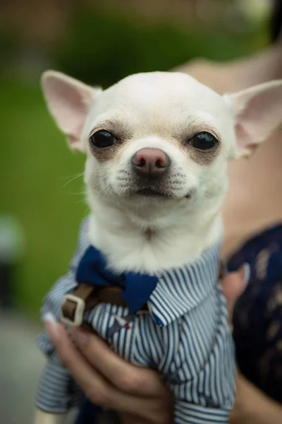 Veterinarian Examines Chihuahua Dog Veterinarian Examines Chihuahua Dog Using Ultrasound — ストック写真
