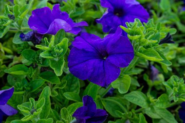 Sabah zaferi güzel bir mor çiçektir. Parlak renkli trompet şeklindeki çiçeklerin hafif bir kokusu vardır ve kelebekler ve sinekkuşları arasında popülerdir. Tohumlarla ekilebilir..