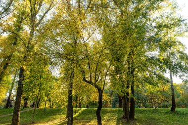 Batan güneşin altındaki sonbahar ormanı. Batan güneş ışınlarıyla parktaki büyük, kalın meşe gövdesi.