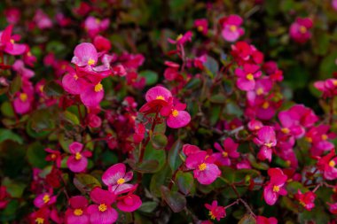 Güzel doğal kırmızı ve pembe begonya çiçek doku tam arka plan ve duvar kağıdı için çiçek bahçesinde çiçeklenme Desen