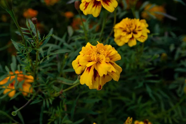 Las Flores Son Color Amarillo Redondo Muy Grasa Parte Superior —  Fotos de Stock
