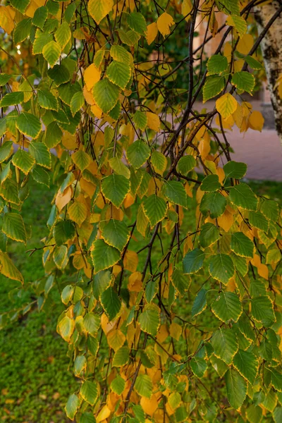 Des Rameaux Bouleau Aux Jeunes Feuilles Vertes Pendent Isolés Sur — Photo